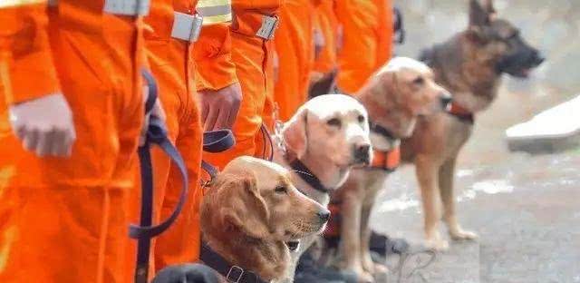 搜救犬的工作内容及训练