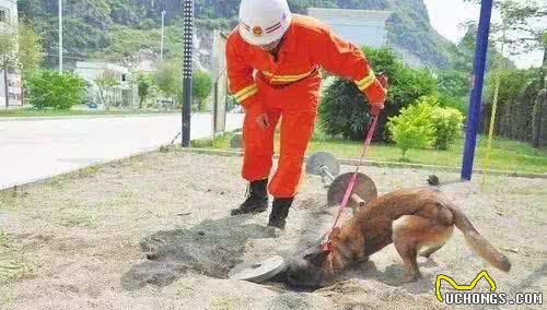 搜救犬的工作内容及训练