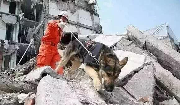 搜救犬的工作内容及训练