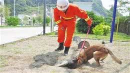 搜救犬的工作内容及训练
