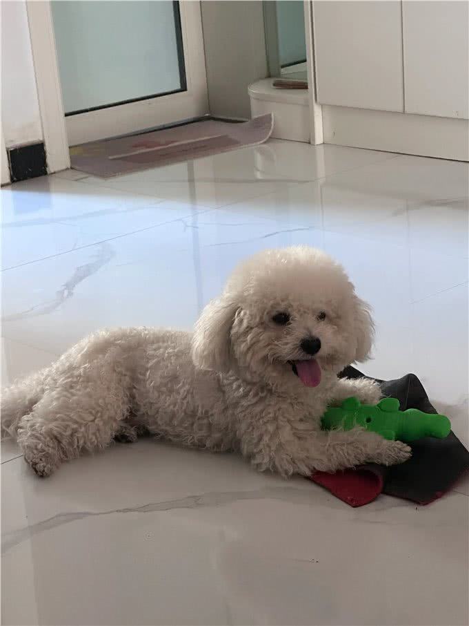 告诉你个秘密，狗狗晚上发出哭一样的叫声是想告诉你这几件事