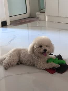 告诉你个秘密，狗狗晚上发出哭一样的叫声是想告诉你这几件事