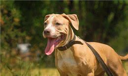 比特犬:美国斗兽场牛头梗—AmericanPiter