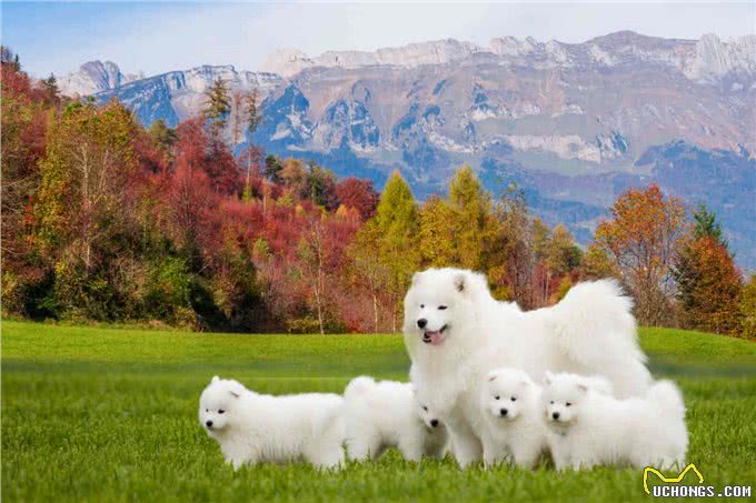 萨摩耶犬宠物介绍