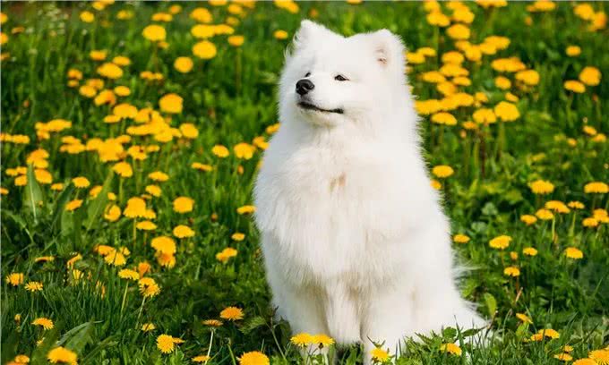 萨摩耶犬宠物介绍