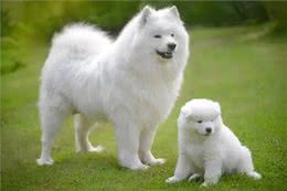萨摩耶犬宠物介绍