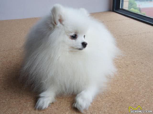 了解纯种博美犬的特征，对你选购博美犬，是有很大帮助的
