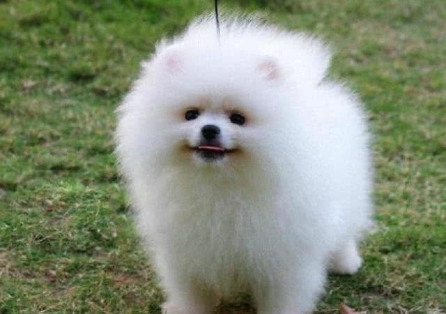 了解纯种博美犬的特征，对你选购博美犬，是有很大帮助的