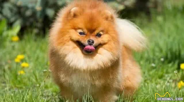 了解纯种博美犬的特征，对你选购博美犬，是有很大帮助的