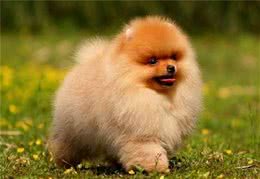 了解纯种博美犬的特征，对你选购博美犬，是有很大帮助的
