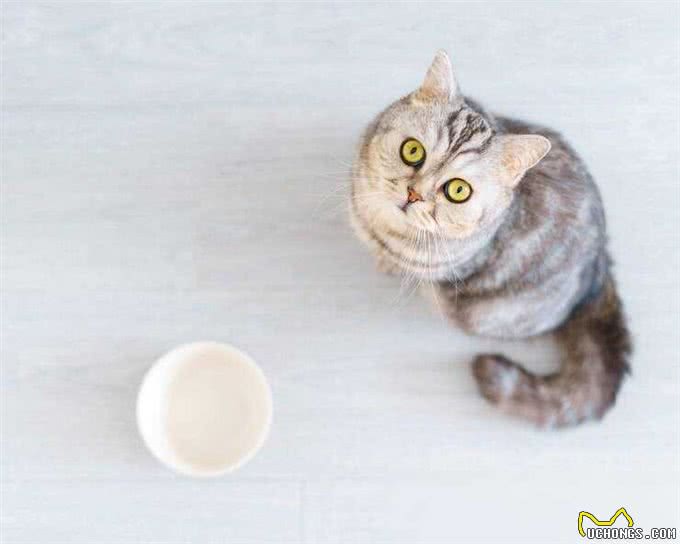 狗狗的饮食选择:湿粮VS干粮,哪个更适合你的小伙伴?