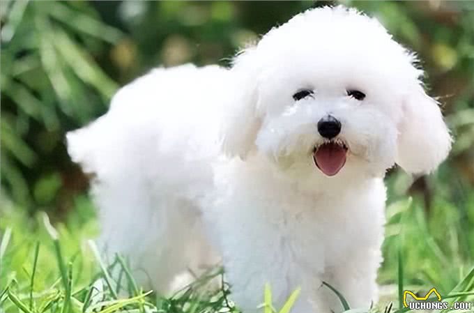 比熊是否纯种，观察这6个地方就好，串串是装不出来的