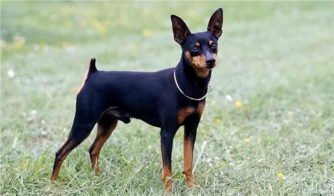 为什么小鹿犬越来越火?网友:养过就不想换了