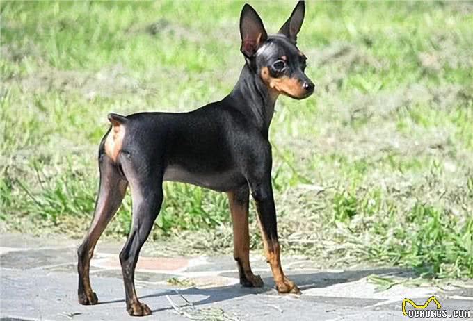 为什么小鹿犬越来越火?网友:养过就不想换了