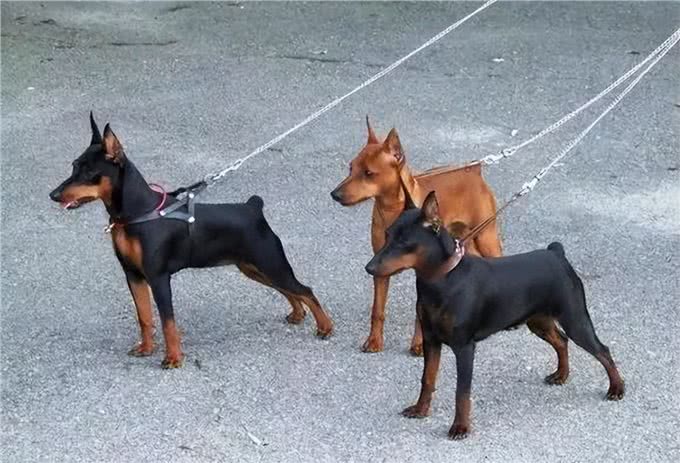 为什么小鹿犬越来越火?网友:养过就不想换了