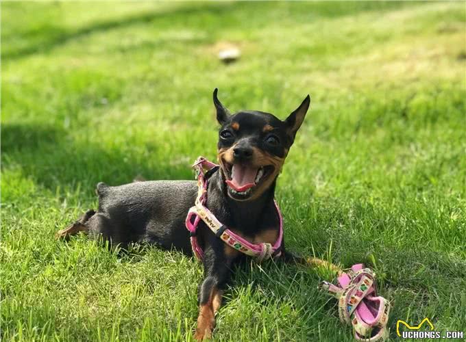 为什么小鹿犬越来越火?网友:养过就不想换了