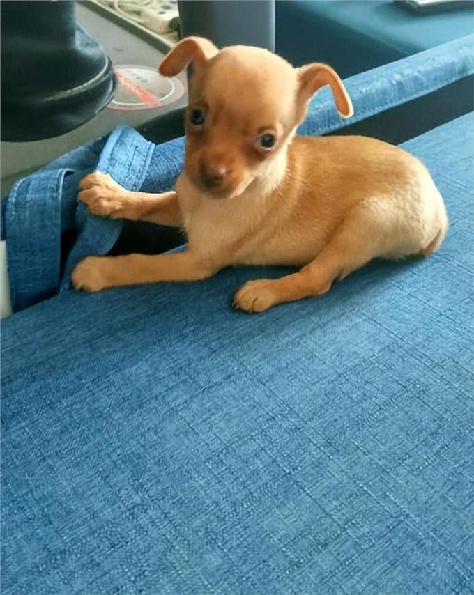 为什么小鹿犬越来越火?网友:养过就不想换了