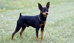 为什么小鹿犬越来越火?网友:养过就不想换了
