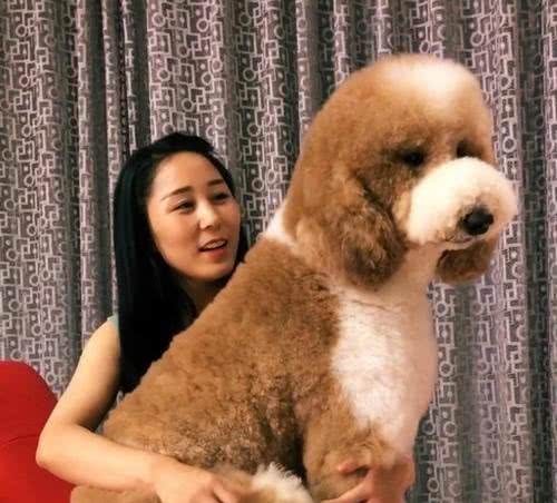 公认最难养的几种狗，费心又废人，都是赔钱货