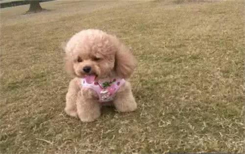 饲养泰迪犬之前，必须要了解的五件事情，对饲养很有帮助