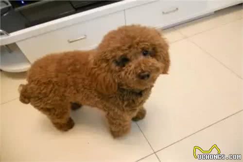 饲养泰迪犬之前，必须要了解的五件事情，对饲养很有帮助
