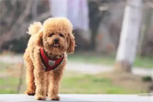 饲养泰迪犬之前，必须要了解的五件事情，对饲养很有帮助