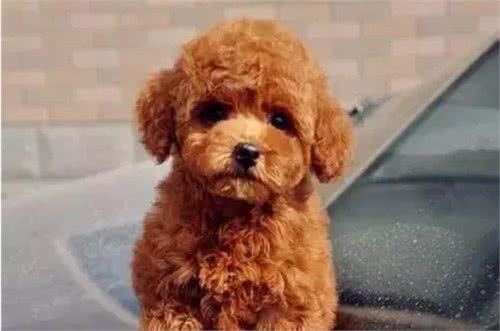 饲养泰迪犬之前，必须要了解的五件事情，对饲养很有帮助