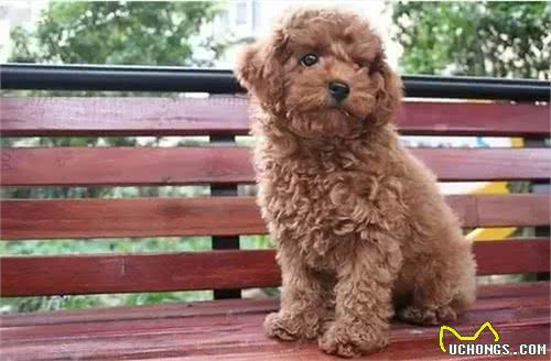 饲养泰迪犬之前，必须要了解的五件事情，对饲养很有帮助