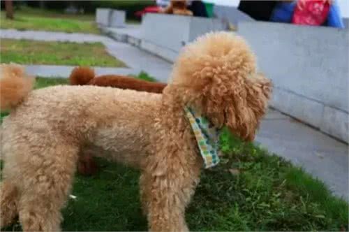 饲养泰迪犬之前，必须要了解的五件事情，对饲养很有帮助