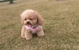 饲养泰迪犬之前，必须要了解的五件事情，对饲养很有帮助