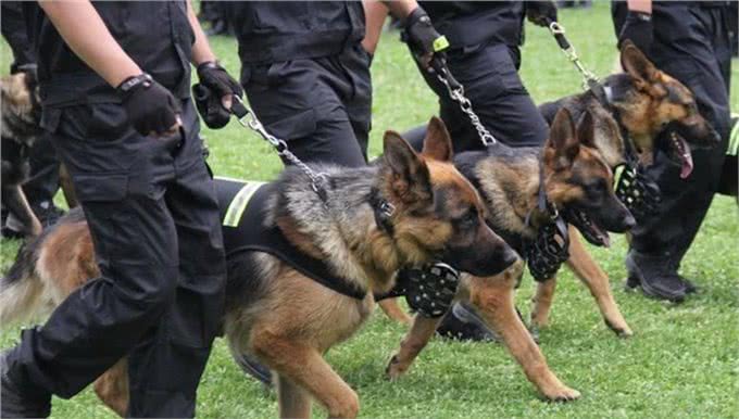 狗狗界的偏科生：聪明凶猛，却无法成为警犬的那些天才们