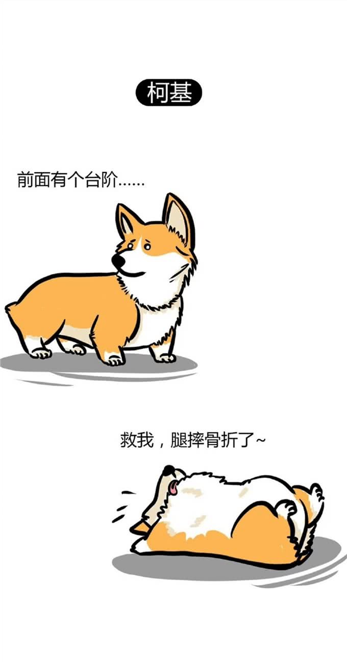 狗狗界的偏科生：聪明凶猛，却无法成为警犬的那些天才们