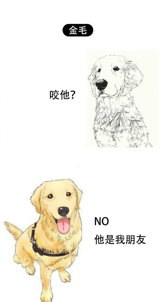 狗狗界的偏科生：聪明凶猛，却无法成为警犬的那些天才们