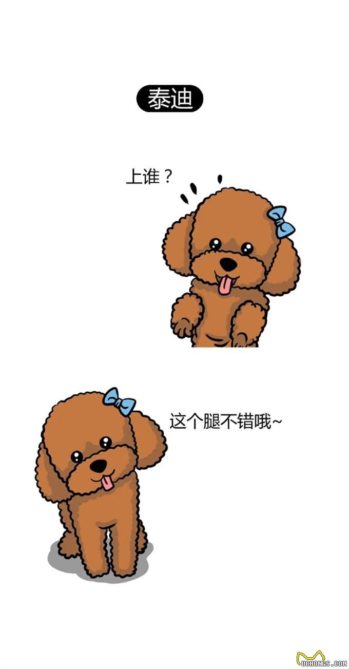 狗狗界的偏科生：聪明凶猛，却无法成为警犬的那些天才们