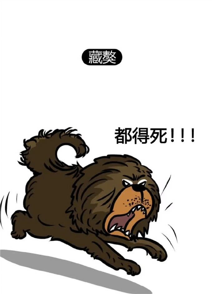 狗狗界的偏科生：聪明凶猛，却无法成为警犬的那些天才们