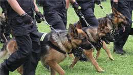 狗狗界的偏科生：聪明凶猛，却无法成为警犬的那些天才们