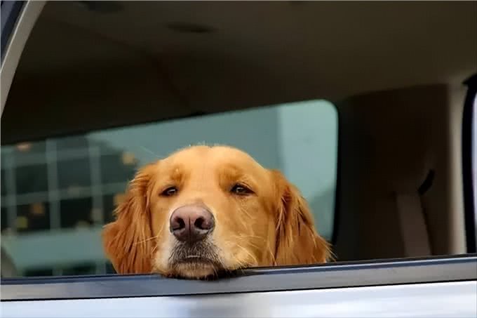 狗狗也会晕车吗?