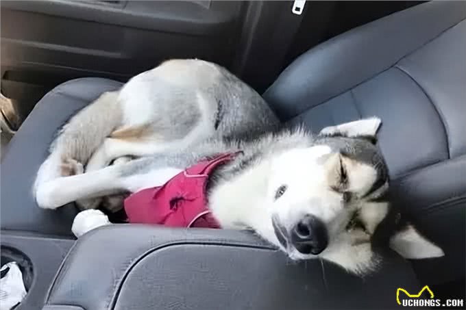 狗狗也会晕车吗?