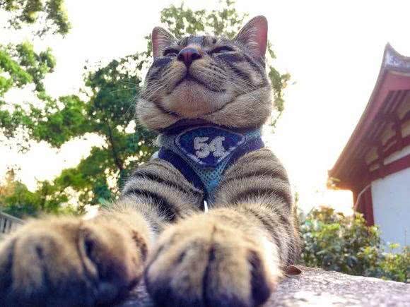 霸气侧漏中国本土狸花猫，国外猫可否与之一战?