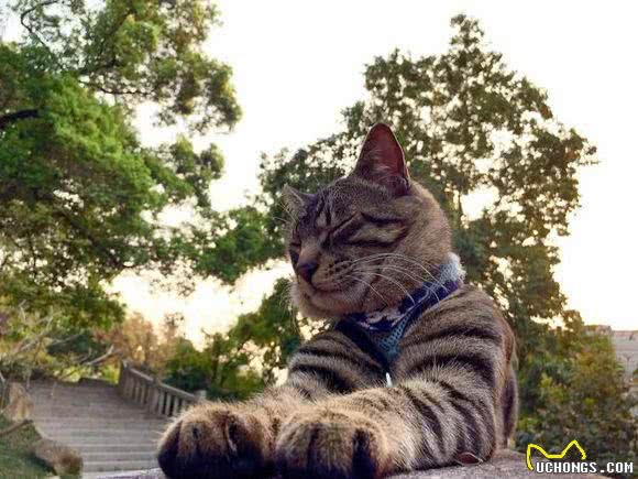 霸气侧漏中国本土狸花猫，国外猫可否与之一战?