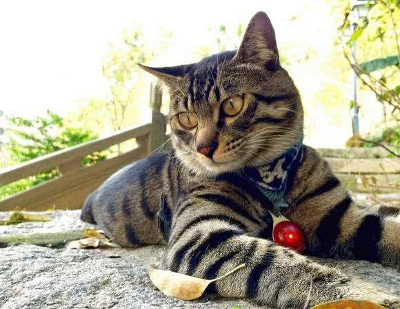 霸气侧漏中国本土狸花猫，国外猫可否与之一战?