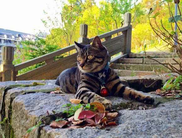霸气侧漏中国本土狸花猫，国外猫可否与之一战?