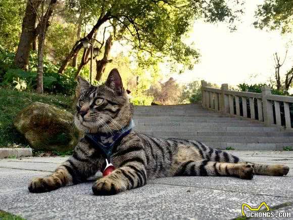 霸气侧漏中国本土狸花猫，国外猫可否与之一战?