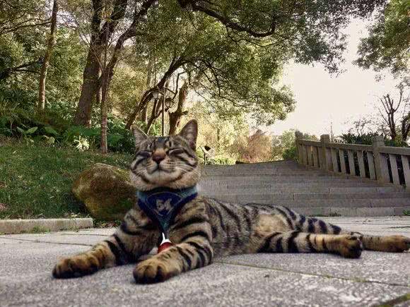 霸气侧漏中国本土狸花猫，国外猫可否与之一战?