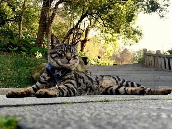 霸气侧漏中国本土狸花猫，国外猫可否与之一战?