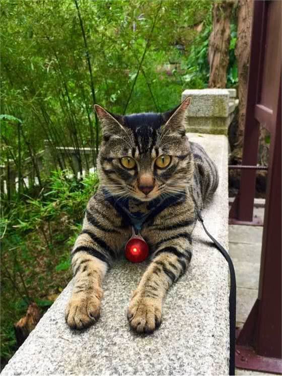 霸气侧漏中国本土狸花猫，国外猫可否与之一战?