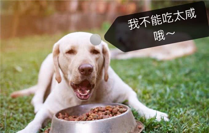 最伤狗狗的5件事，其实你一直在伤害它，你知道吗?