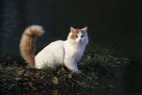 世界上最贵的猫，第七没有尾巴，第一高达13万