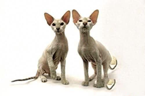 世界上最贵的猫，第七没有尾巴，第一高达13万