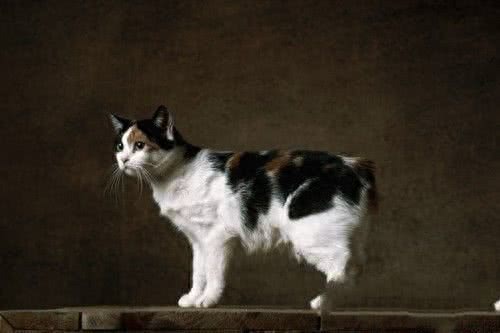 世界上最贵的猫，第七没有尾巴，第一高达13万